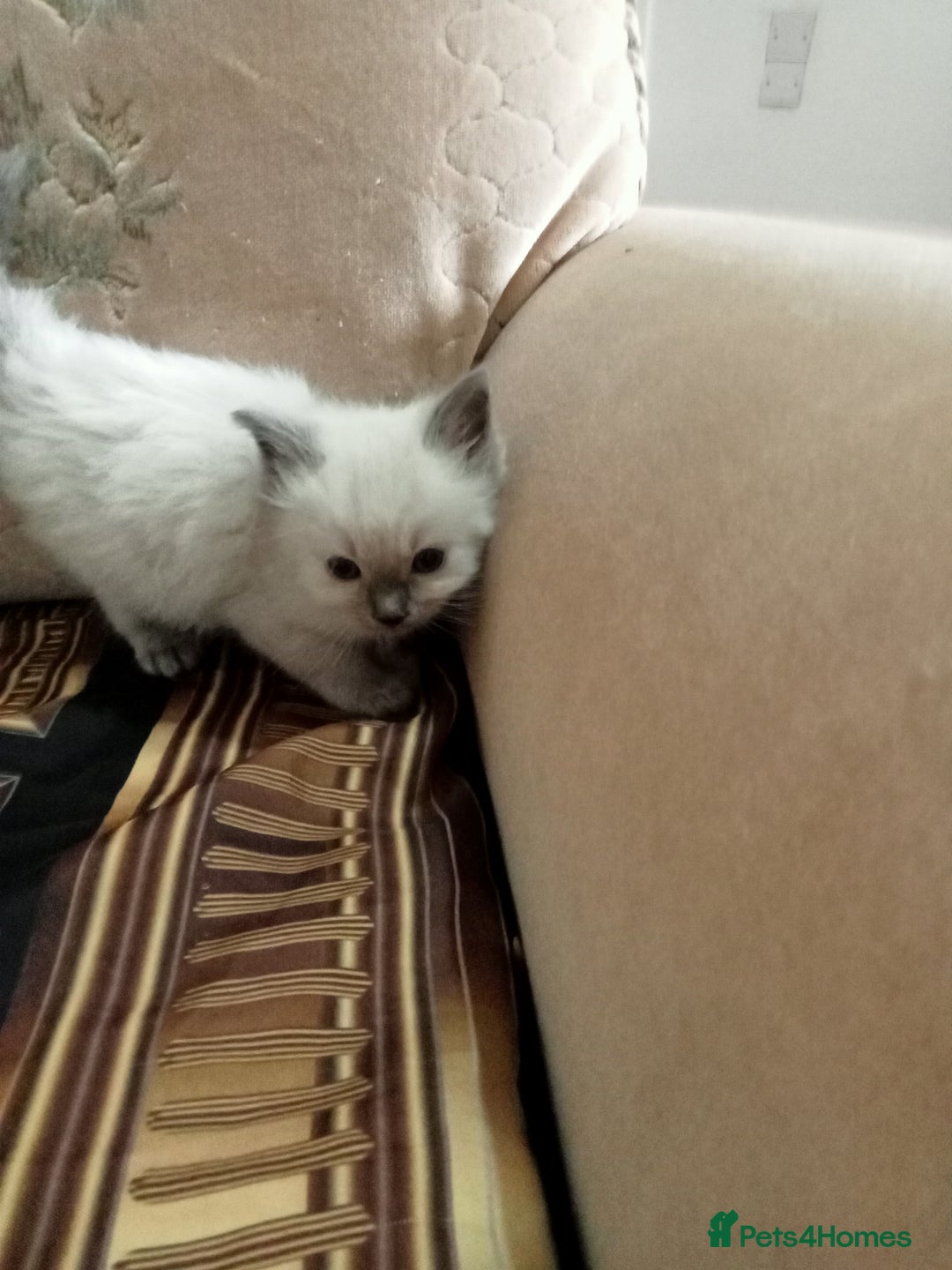 Ragdoll cats for sale: Ragdoll kittens  - Image 7