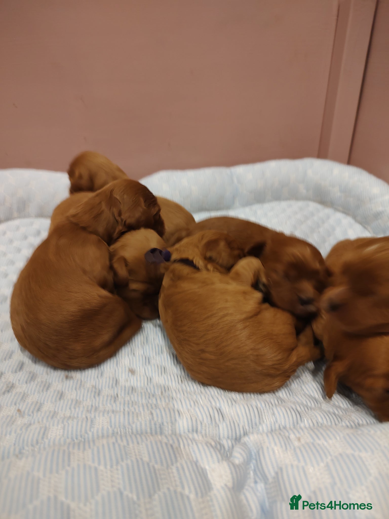 Cavapoo dogs for sale: Beautiful red Cavapoo Puppies - Advert 4