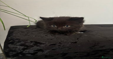 Domestic Shorthair cats - Advert 7