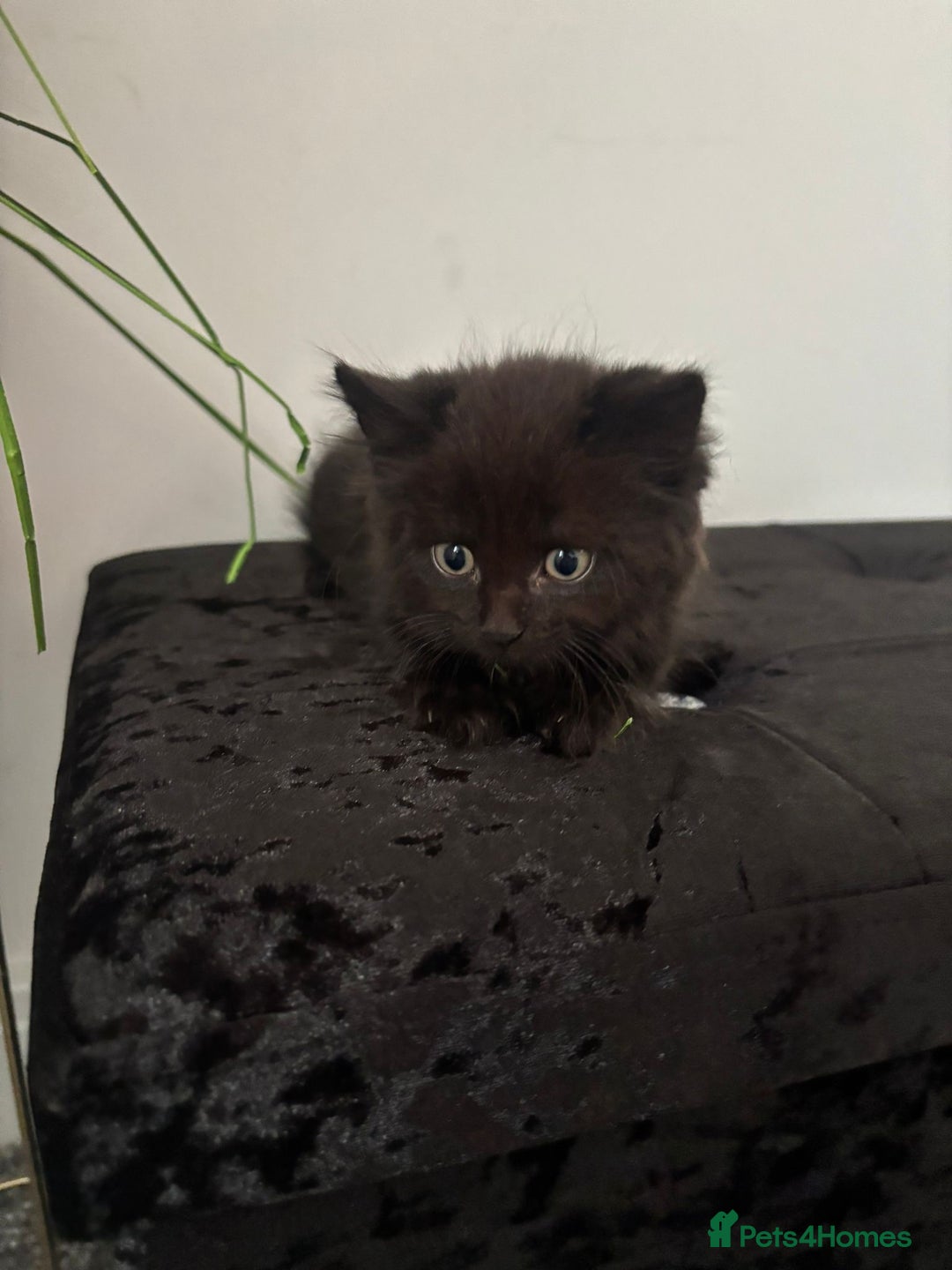 Domestic Shorthair cats for sale: Domestic Longhair for sale  - Image 2