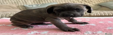Cane Corso 2