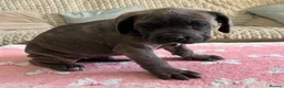 Cane Corso dogs for sale:  PREMIUM CHAMPION BLOODLINE CANE CORSO PUPPIES  - Advert 3