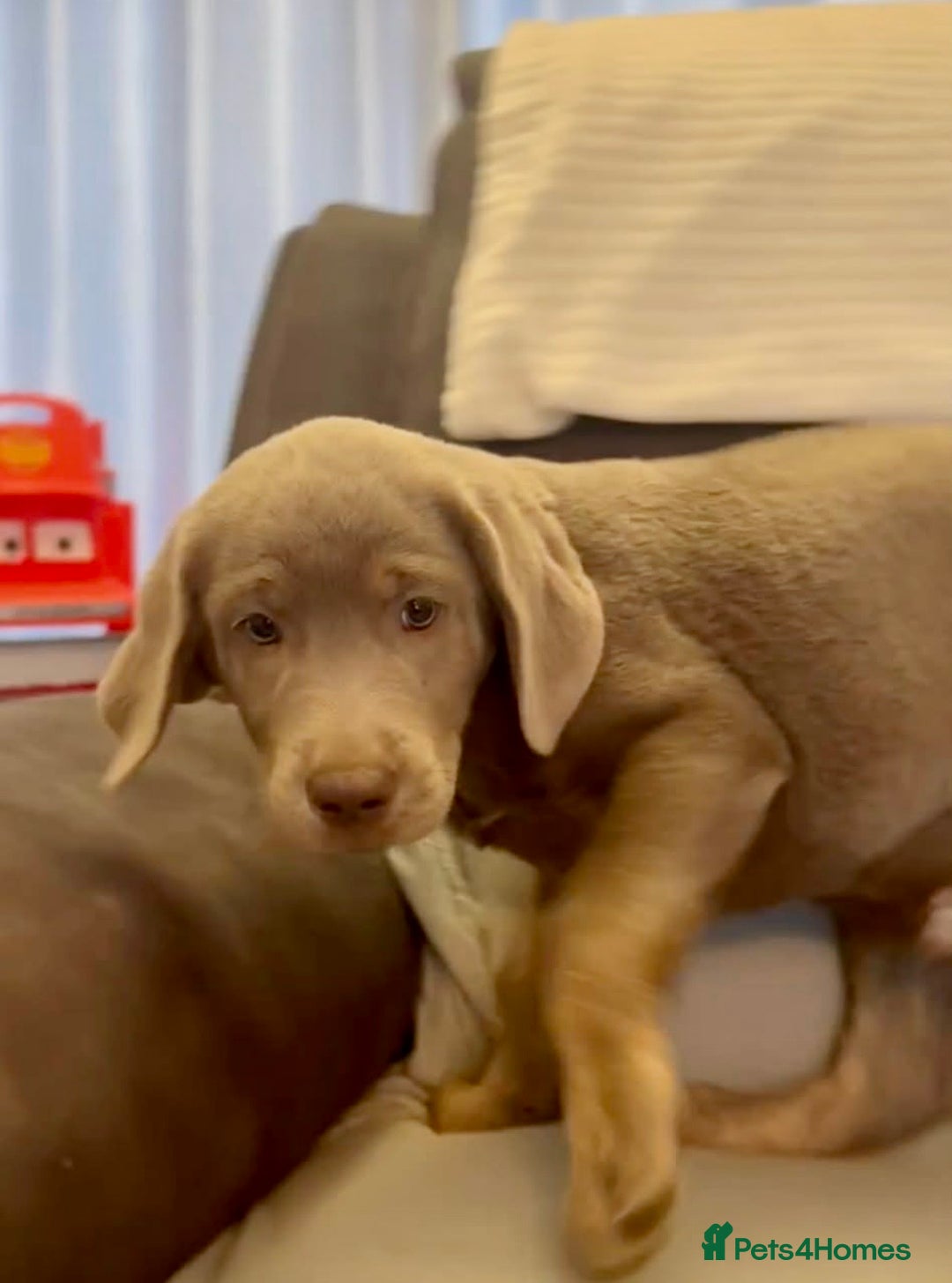 Labrador Retriever dogs for sale: Stunning silver Labradors  - Advert 29