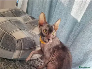 Lykoi cats Lykoi aka Warewolf cat - Advert 1