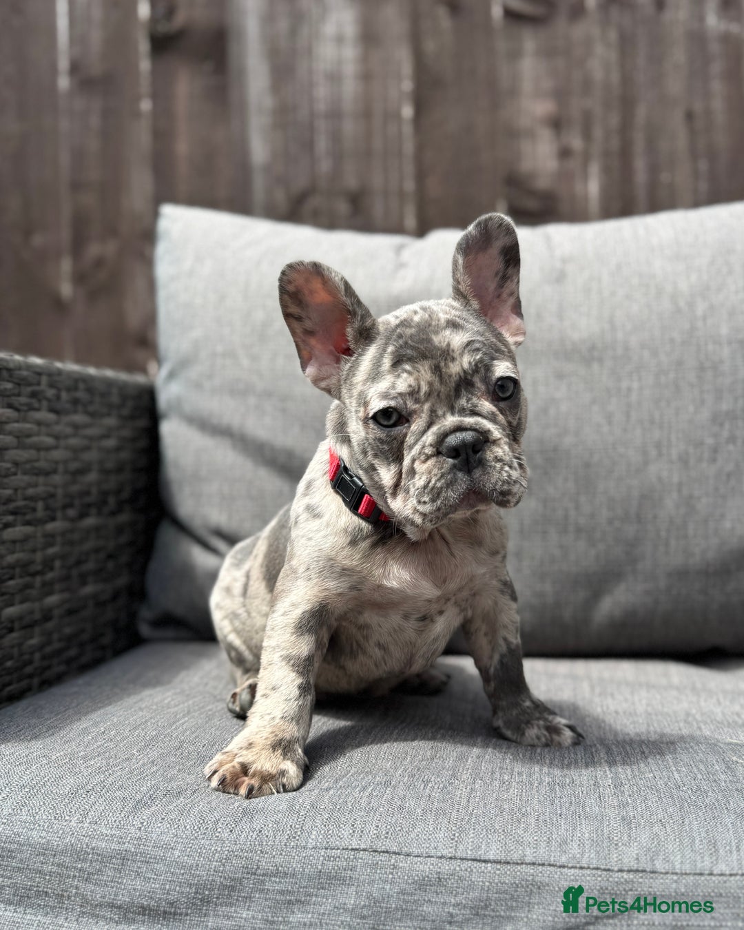 French Bulldog dogs for sale: French Bulldog Puppies–4 Girls & 2 Boys READY NOW  in Walton-on-Thames - Image 15