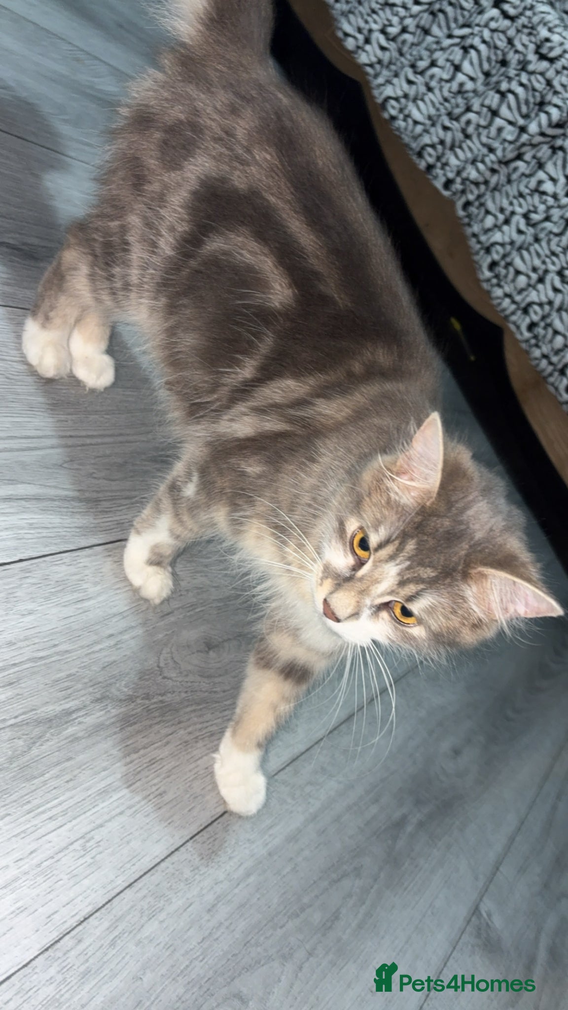 Mixed Breed cats 4 kittens for sale  - Advert 2