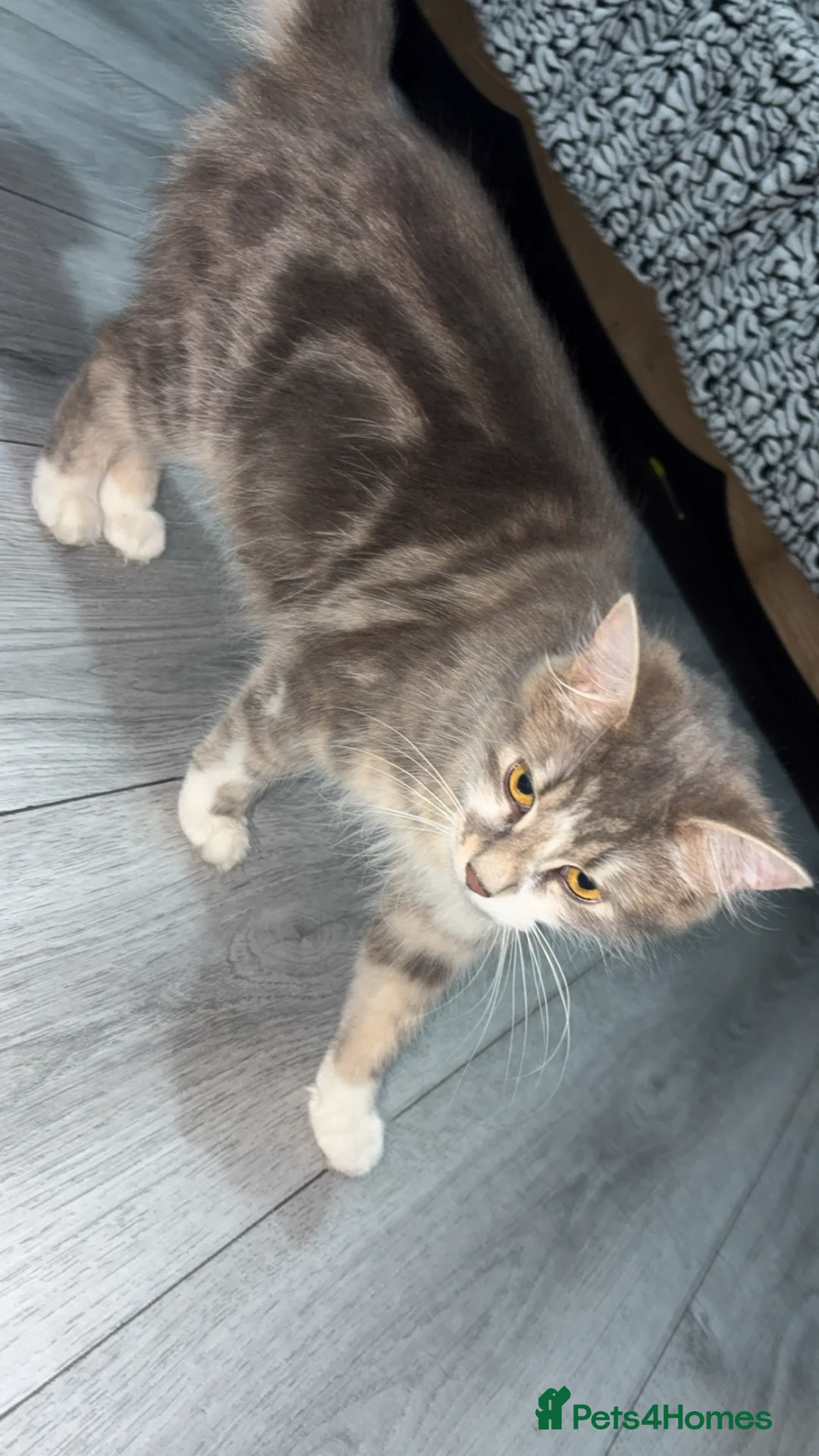Mixed Breed cats for sale: 4 kittens for sale  in Rotherham - Advert 1