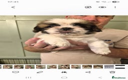 Shih Tzu dogs for sale: shis txu puppies - Image 7