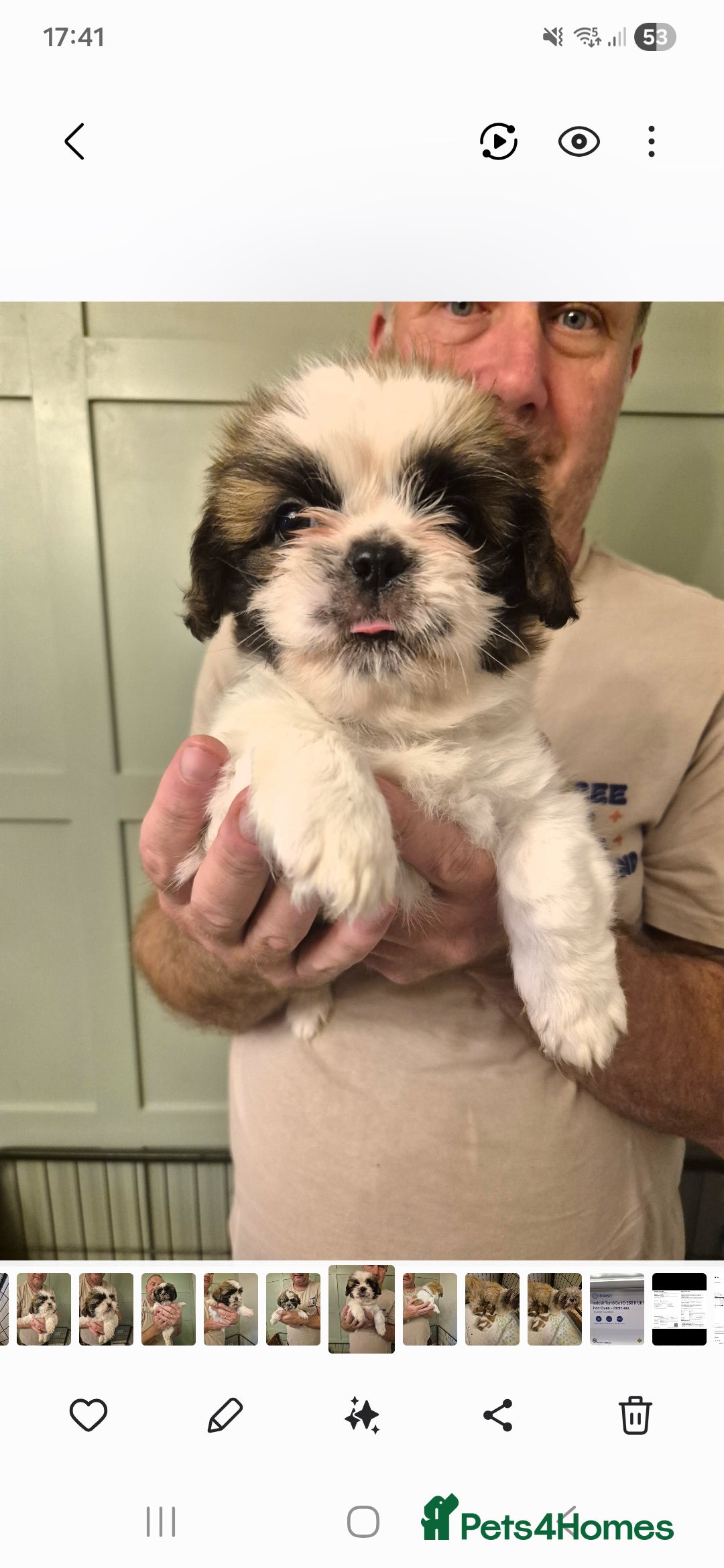 Shih Tzu dogs for sale: shis txu puppies - Image 7