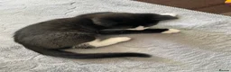 Mixed Breed cats for sale: Two beautiful black & white female kittens - Advert 12
