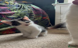 Mixed Breed cats for sale: White and black kittens - Image 16