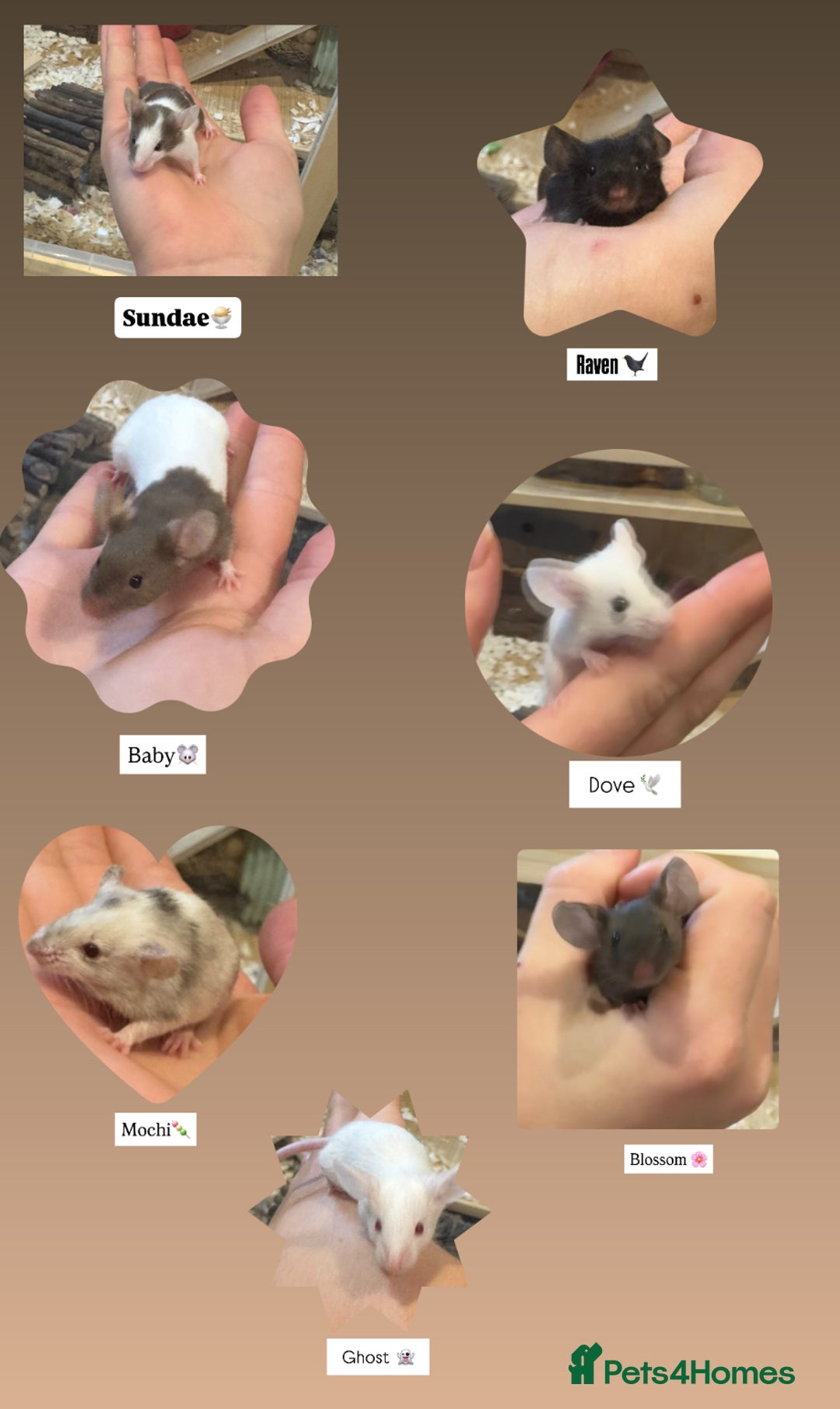 Mouse rodents for sale: 7 female mice in need of a knowledgable home  - Advert 2