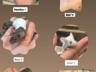 Mouse rodents 7 female mice in need of a knowledgable home - Advert 1