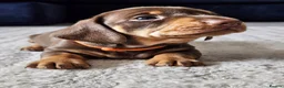 Miniature Dachshund dogs for sale: READY NOW KC reg miniature dachshund  - Advert 30