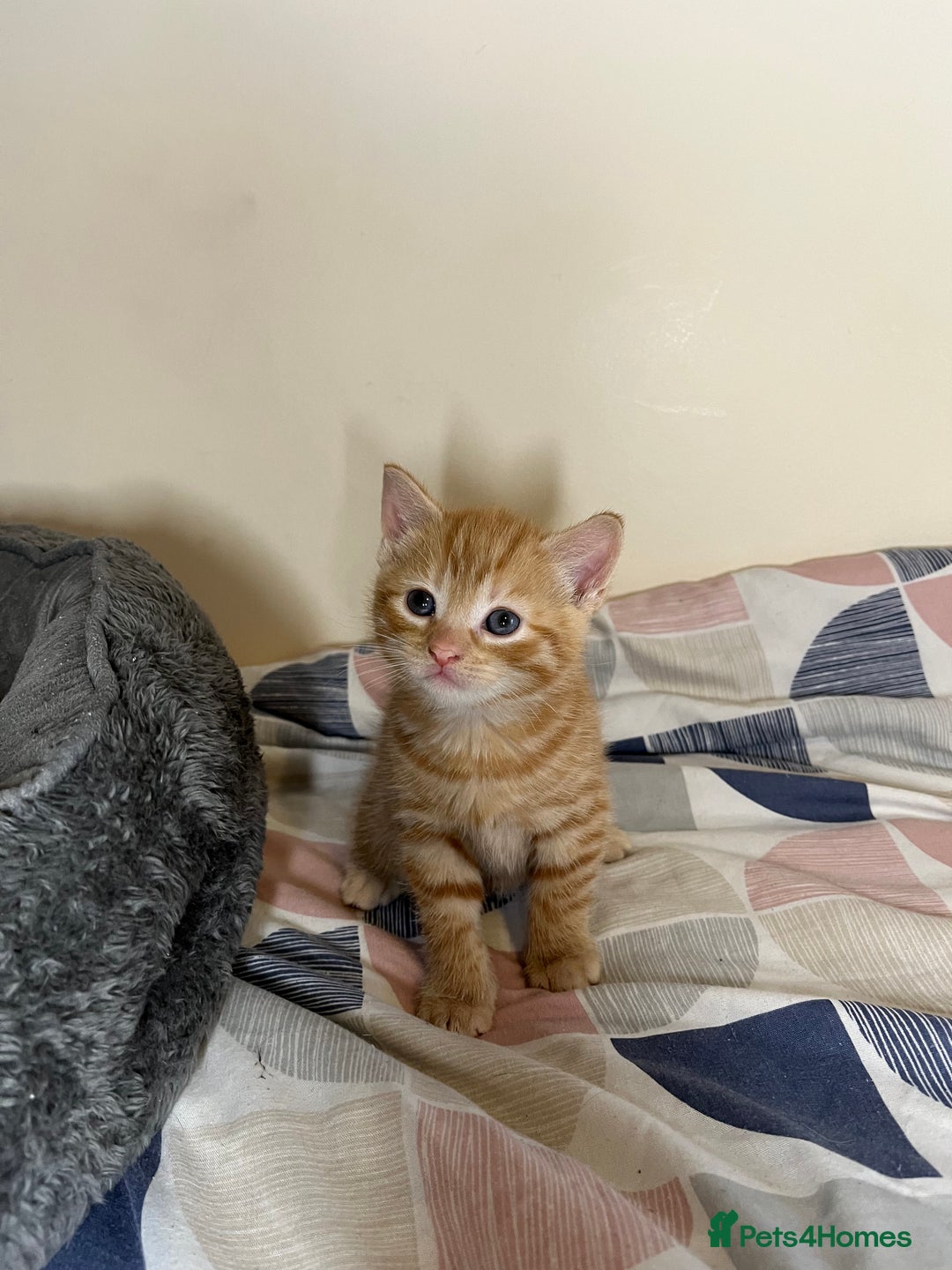 Mixed Breed cats for sale: 🐾 Adorable Litter of 5 Playful Kittens  - Image 7