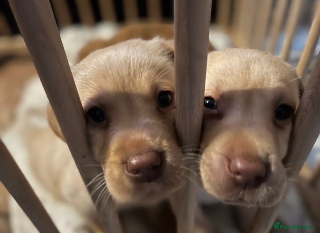 Labrador Retriever dogs for sale: Labrador Puppies - Advert 3