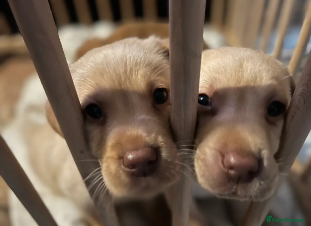 Labrador Retriever dogs for sale: Labrador Puppies - Advert 3