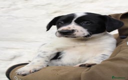 Mixed Breed dogs for sale: Gorgeous pointer x collie - Image 3