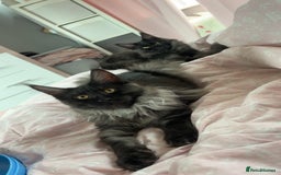 Maine Coon cats for sale: beautiful mainecoon sisters  - Image 9