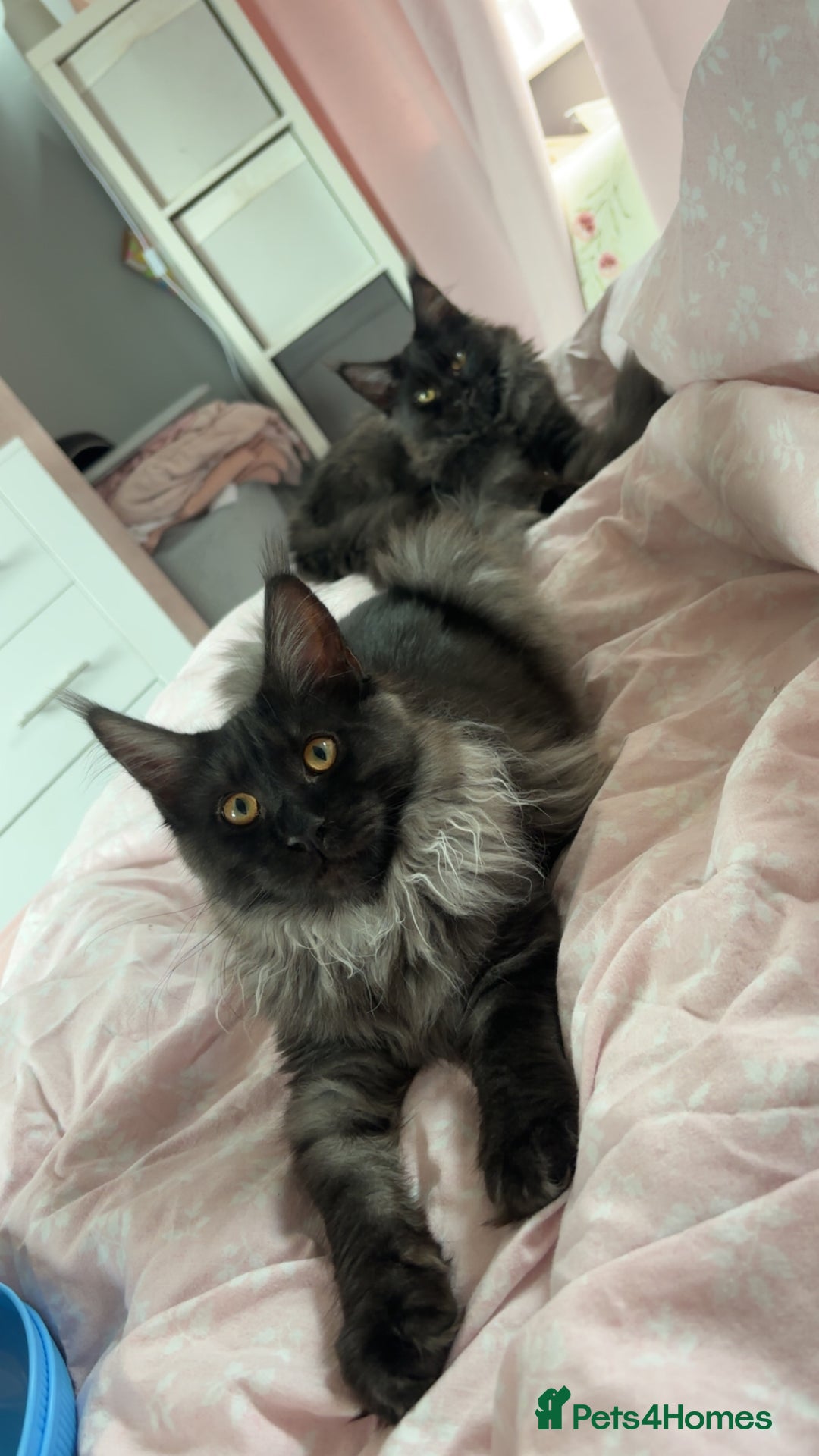 Maine Coon cats for sale: beautiful mainecoon sisters  - Image 9