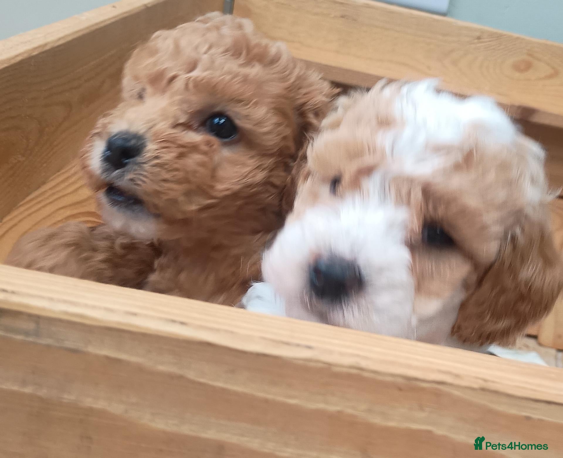 Cavapoo dogs 2 LEFT F1BB Cavapoo pups. - Advert 2