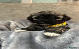 Mixed Breed dogs for sale: La Chon Puppies!  - Image 6