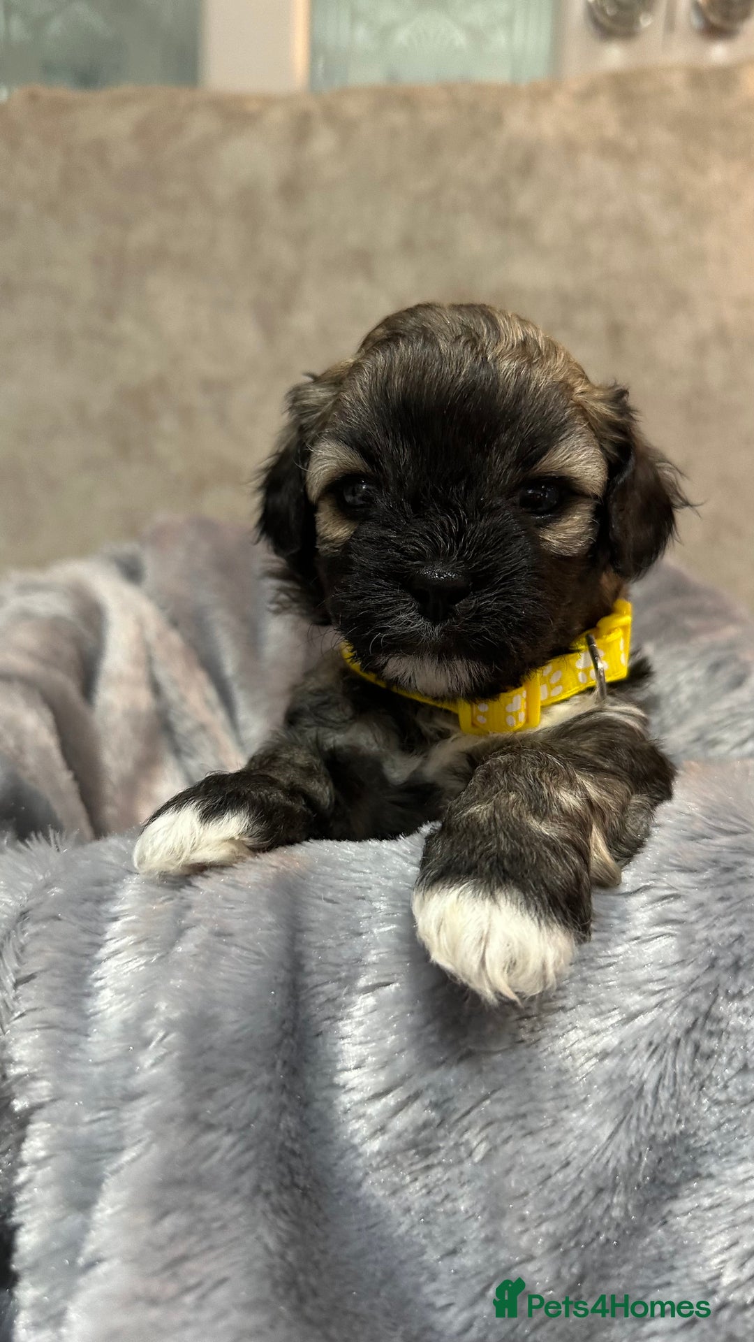 Mixed Breed dogs for sale: La Chon Puppies!  - Image 6