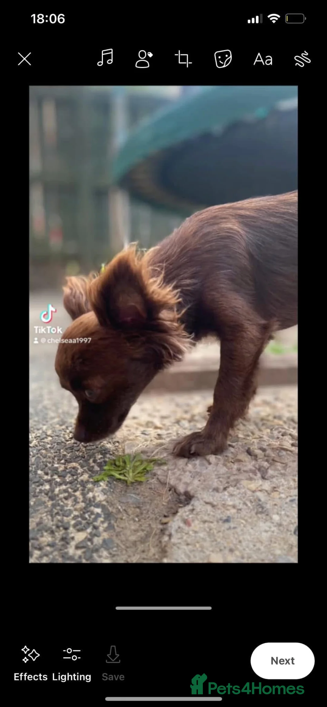 Chihuahua dogs for sale: chihuahua in Sunderland - Advert 17