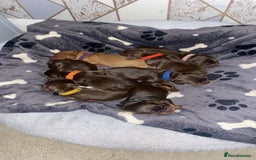Cocker Spaniel dogs for sale: Beautiful litter - working cocker spaniels ❤️ - Image 15