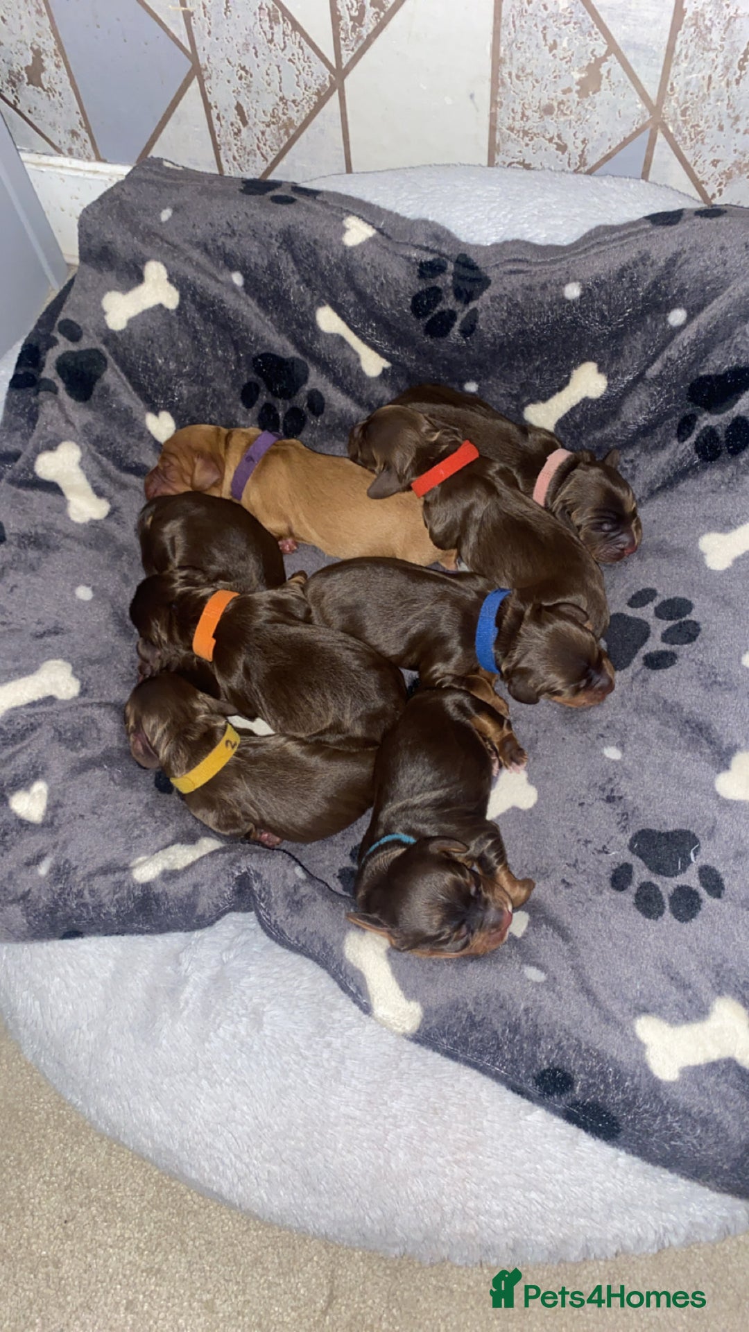 Cocker Spaniel dogs for sale: Beautiful litter - working cocker spaniels ❤️ - Image 15