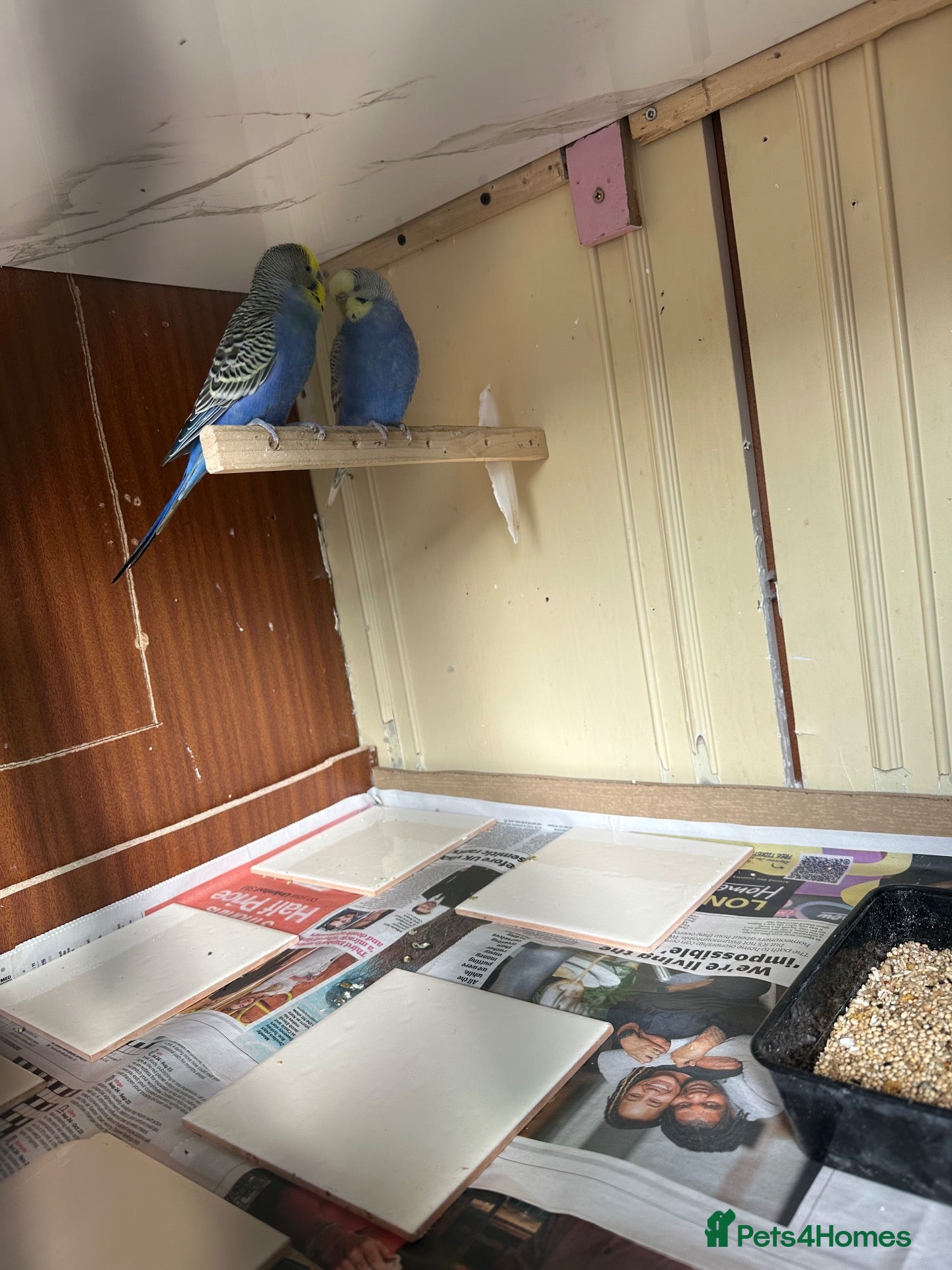 Budgerigars birds Lovely bonded pairs and males in Dagenham  - Advert 1