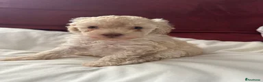 Toy Poodle Puppy 3