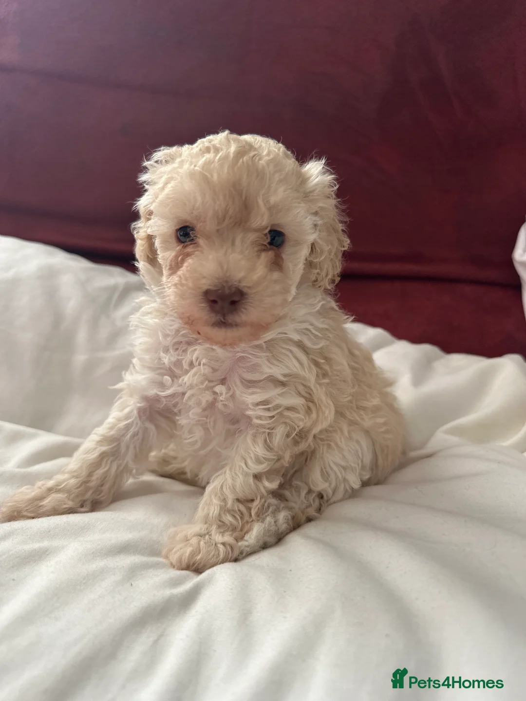 Toy Poodle dogs for sale: Toy Poodle puppy’s  - Advert 2