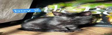 Domestic Shorthair Kitten 3