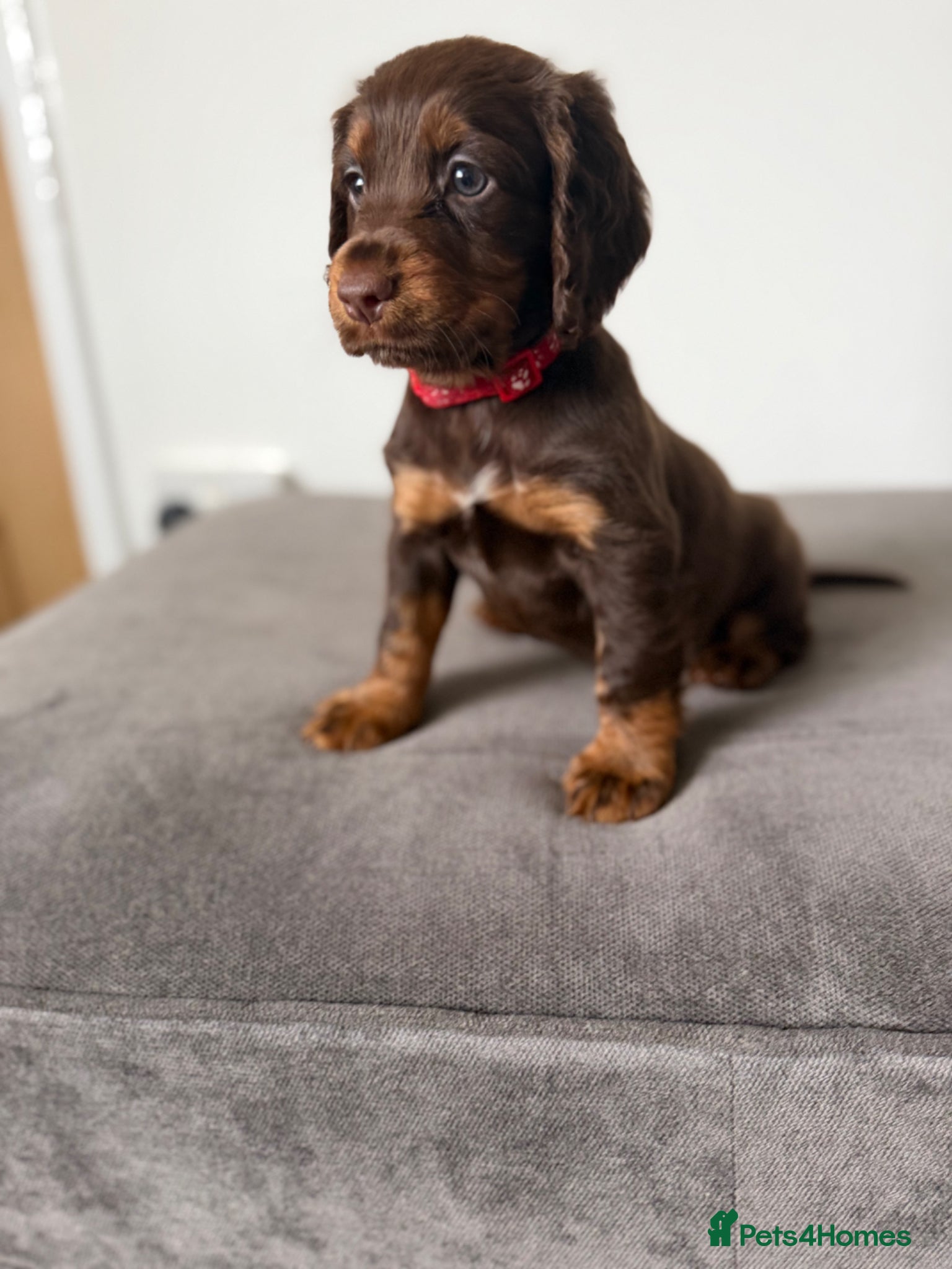 Cocker Spaniel dogs Chocolate & Tan and 1 Red boy WCS - Advert 5