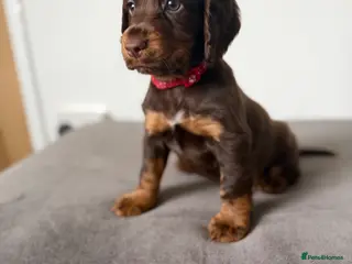 Cocker Spaniel dogs Chocolate & Tan and 1 Red boy WCS - Advert 5