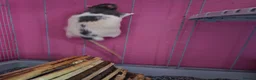 Rat rodents for sale: FTAGH ASAP 2 Elderly Male Rats - Advert 2