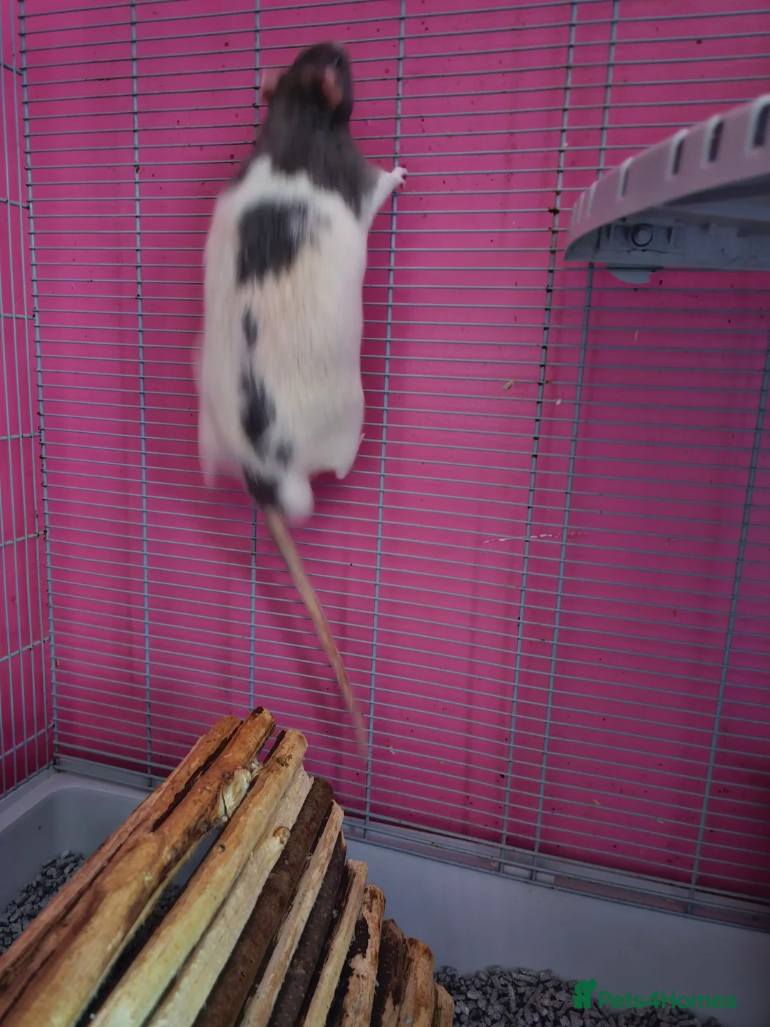 Rat rodents for sale: FTAGH ASAP 2 Elderly Male Rats - Advert 2