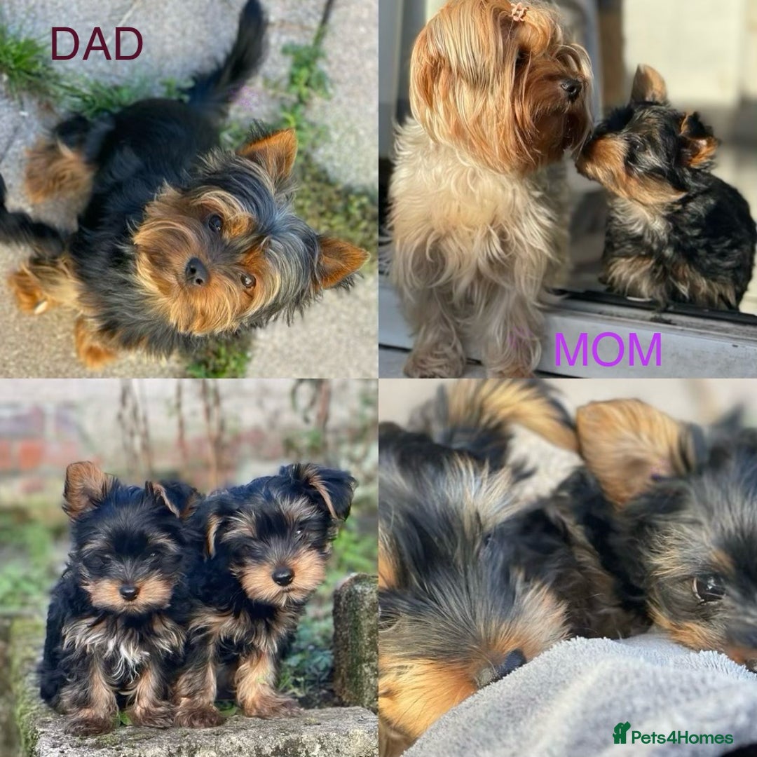 Yorkshire Terrier dogs for sale: Adorable Mini Yorkshire Terrier puppies - Advert 2