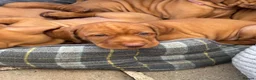 Hungarian Vizsla dogs for sale: Pedigree Hungarian Wirehaired Vizsla puppies - Advert 10