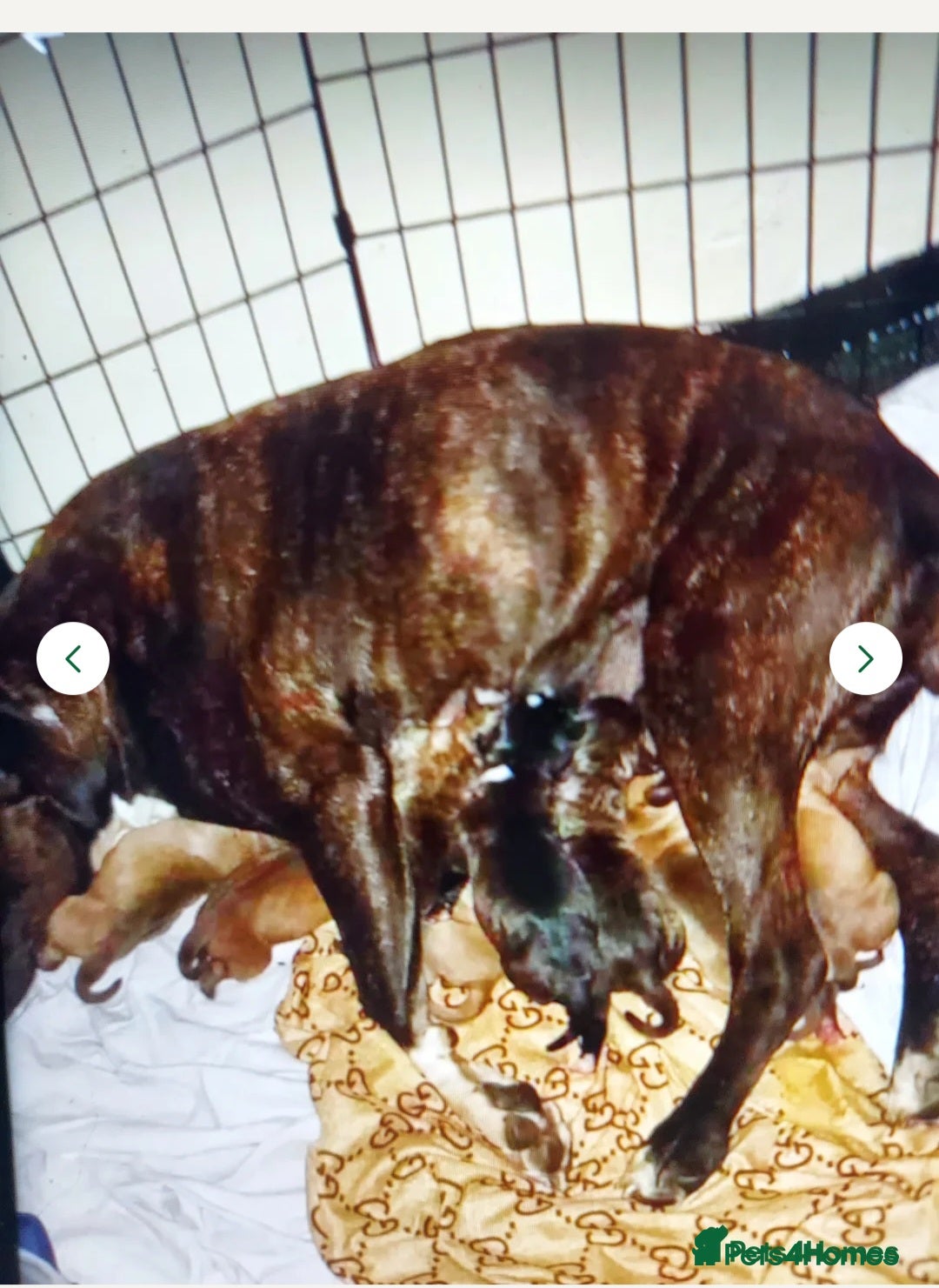 Staffordshire Bull Terrier dogs for sale: 1 male staffy puppy for sale  - Advert 1