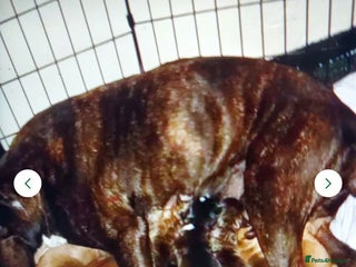 Staffordshire Bull Terrier dogs 1 male puppy for sale - Advert 1