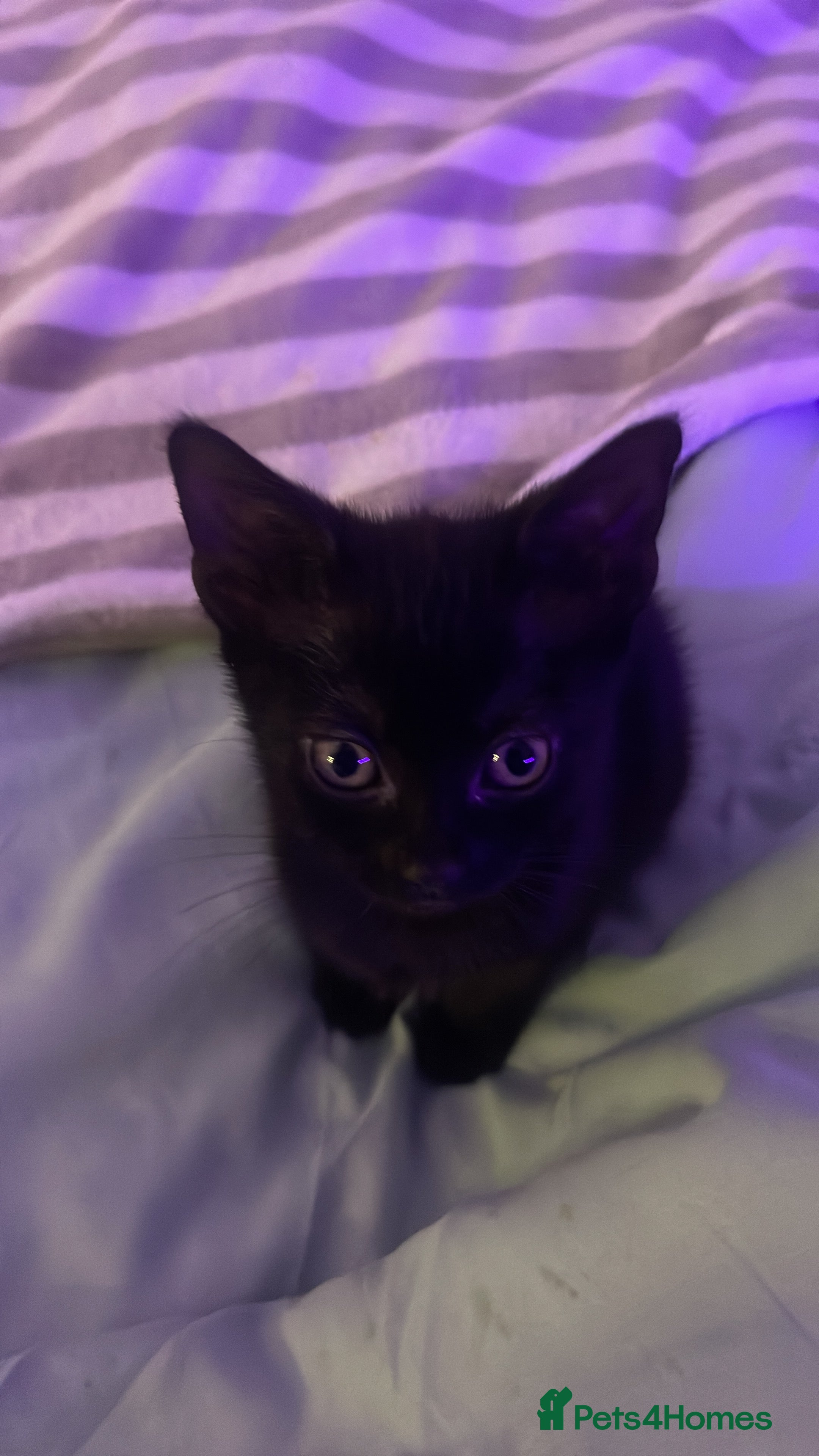 Bombay cats One Bombay female kitten left. in Menai Bridge - Advert 3