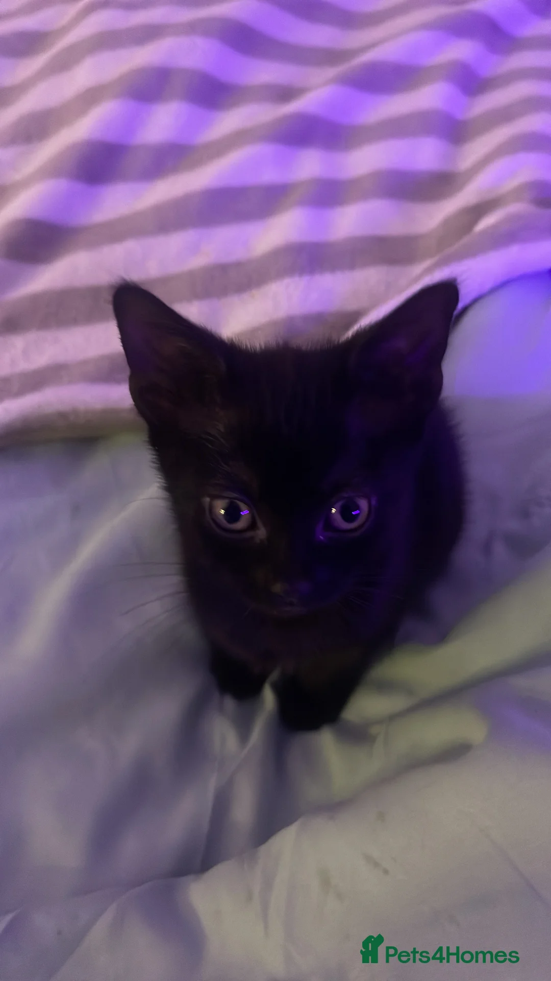 Bombay cats for sale: One Bombay female kitten left. in Menai Bridge - Advert 1