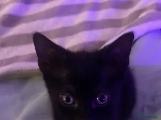 Bombay cats One Bombay female kitten left. in Menai Bridge - Advert 3