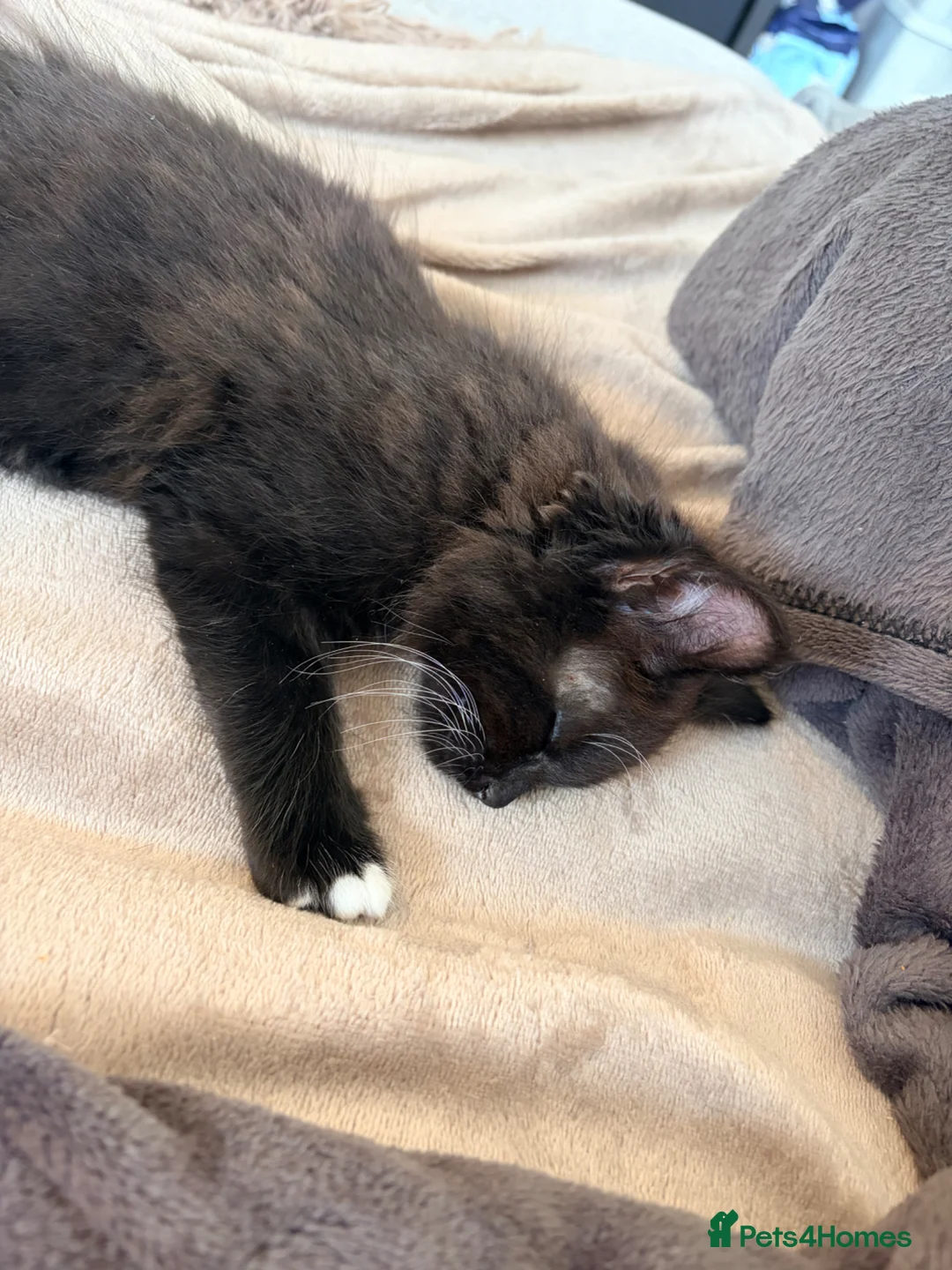 Mixed Breed cats for sale: 9 week old female kitten  - Advert 5