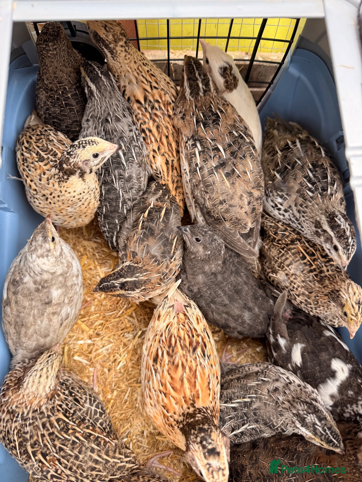 Quail poultry Coturnix quail chicks  - Advert 12