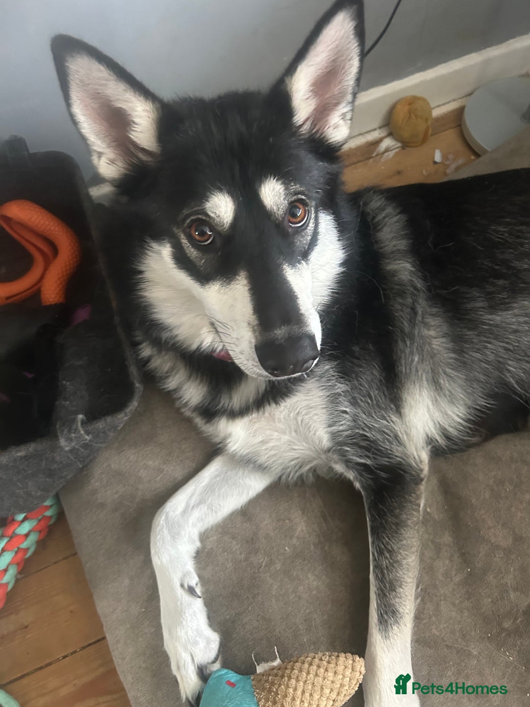 Siberian Husky dogs for sale: Husky pups 1 beautiful girl & 1 handsome boy left. - Image 15