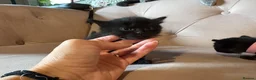 Ragdoll cats for sale: 🐾 **Beautiful Ragdoll Cross Kittens - Advert 6