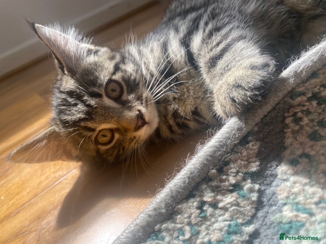 Bengal cats for sale: Bengal x Persian male kitten for sale! - Image 4